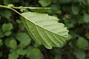 Common Alder (Alnus glutinosa) close-up of leaf underside, growing in hedgerow beside ditch, Mendlesham, Suffolk