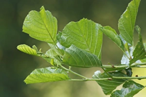 Common Alder (Alnus glutinosa) close-up of leaves, Askham Bog, North Yorkshire, England, july