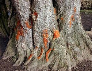 Boles Prints: Common Alder (Alnus glutinosa) close-up of trunk