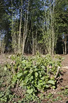 Common Alder (Alnus glutinosa) coppiced stool with new growth, in river valley fen, Great Fen
