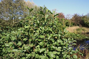 Alnus Prints: Common Alder (Alnus glutinosa) leaves