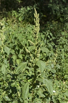 Green Prints: Common amaranth or pigweed, Amaranthus retroflexus, flowering