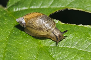 Snails Prints: Common Amber Snail (Succinea putris) adult