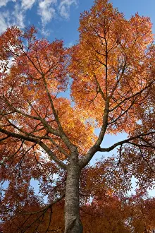 Common Ash (Fraxinus excelsior) branches with leaves in autumn colour, in late afternoon sunlight, Bideford