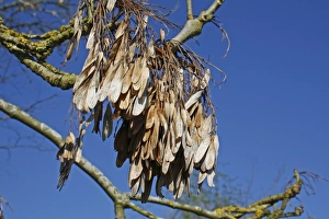 S Eed Prints: Common Ash (Fraxinus excelsior) close-up of keys