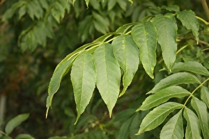 Leaves Prints: Common Ash (Fraxinus excelsior) close-up of leaves