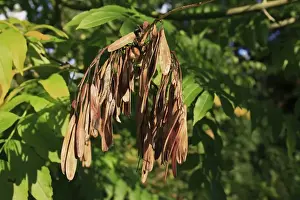 Common Ash (Fraxinus excelsior) close-up of ripe keys (fruit), growing in woodland, Vicarage Plantation, Mendlesham