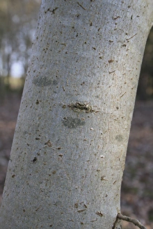 Common Ash (Fraxinus excelsior) close-up of trunk, growing in woodland, Vicarage Plantation, Mendlesham, Suffolk