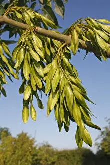 Green Prints: Common Ash (Fraxinus excelsior) close-up of unripe keys (fruit)