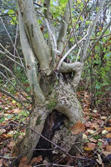 Coppiced Prints: Common Ash (Fraxinus excelsior) coppiced stool