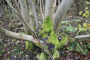 Common Ash (Fraxinus excelsior) coppiced stool with moss, in coppice woodland reserve, Bradfield Woods N. N. R