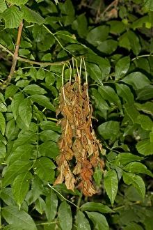 Deciduous Prints: Common Ash (Fraxinus excelsior) dieback of leaves