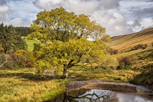 Common Ash (Fraxinus excelsior) habit, growing in valley beside upland river, Cwm Crew, Brecon Beacons N. P