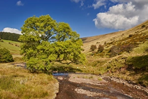Common Ash (Fraxinus excelsior) habit, growing in valley beside upland river, Cwm Crew, Brecon Beacons N. P