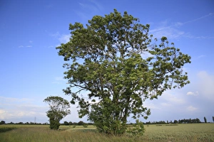 Common Ash (Fraxinus excelsior) habit, growing at edge of arable field, Bacton, Suffolk, England, june
