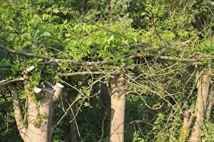 Laying Prints: Common Ash (Fraxinus excelsior) pollarded trunks and laid branches with regrowth