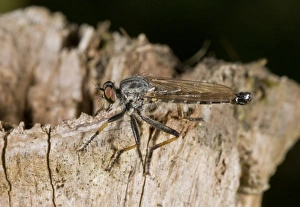 Common Awl Robberfly (Neoitamus cyanurus) adult, Hampshire, England, August
