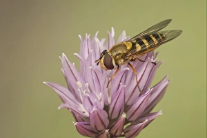 Common Banded Hoverfly (Syrphus ribesii) adult, resting on Chives (Allium schoenoprasum) flower, Leicestershire, England, april