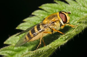 Common Banded Hoverfly (Syrphus ribesii) adult, resting on Stinging Nettle (Urtica dioica) leaf, Bexley, Kent, England