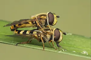 Drops Prints: Common Banded Hoverfly (Syrphus ribesii) adult pair