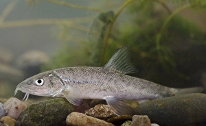 Nottingham Prints: Common Barbel (Barbus barbus) young