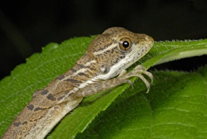 Costa Rican Prints: Common Basilisk (Basiliscus basiliscus) young