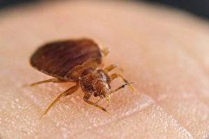 Drinking Prints: Common Bedbug (Cimex lectularius) adult, sucking blood from human skin, Italy, July