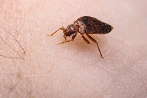 Common Bedbug (Cimex lectularius) adult, sucking blood from human skin, Italy, July