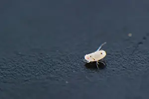 Eggs Prints: Common Bedbug (Cimex lectularius) egg, Italy, July