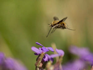Hovering Prints: Common Bee-fly (Bombylius major) adult