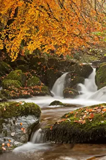 Colour Prints: Common Beech (Fagus sylvatica) branches and leaves above small waterfall