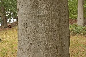 Boles Prints: Common Beech (Fagus sylvatica) close-up of bole, Norfolk, England, october