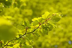 Growth Prints: Common Beech (Fagus sylvatica) close-up of fresh spring leaves, Powys, Wales, May