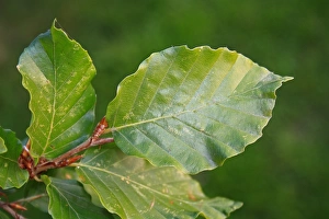 Hedges Prints: Common Beech (Fagus sylvatica) close-up of leaves