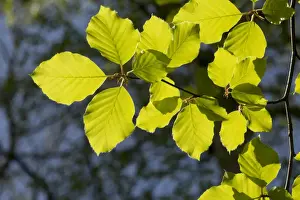 Newly Prints: Common Beech (Fagus sylvatica) close-up of newly emerged leaves