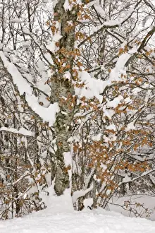 Fagaceae Prints: Common Beech (Fagus sylvatica) close-up of trunk and branches