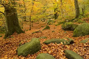 Floor Prints: Common Beech (Fagus sylvatica) and Common Oak (Quercus robur) leaf litter amongst rocks in woodland habitat