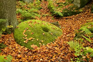 Floor Prints: Common Beech (Fagus sylvatica) fallen leaves and moss covered abandoned millstone on woodland floor