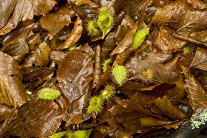 S Eed Prints: Common Beech (Fagus sylvatica) fallen mast and leaves, on woodland floor, Slovenia, june