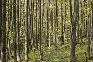 Deciduous Prints: Common Beech (Fagus sylvatica) forest habitat