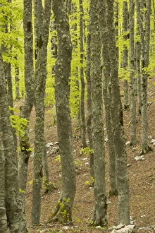 Common Beech (Fagus sylvatica) forest habitat, Force d Acero, Abruzzo N. P. Apennines, Italy, May