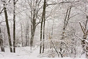 Common Beech (Fagus sylvatica) forest habitat in snow, below Col de Port, Ariege Pyrenees, Midi-Pyrenees, France, March