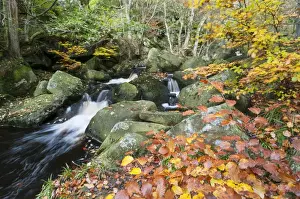 Colour Prints: Common Beech (Fagus sylvatica) growing beside stream with cascades in rocky woodland habitat