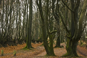 Common Beech (Fagus sylvatica) habit, old trees growing in woodland along footpath, Macmillan Way West Footpath