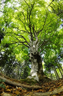 Common Beech (Fagus sylvatica) habit, growing in woodland habitat, Italy, may