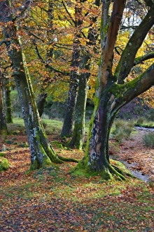 Common Beech (Fagus sylvatica) habit, leaves in autumn colour, Marshaw Wyre, Marshaw, Over Wyresdale