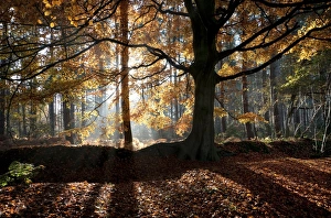 Common Beech (Fagus sylvatica) habit, backlit in woodland habitat, Marsham Woods, Norfolk, England, November