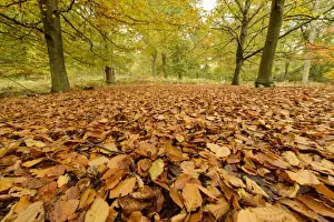Common Beech (Fagus sylvatica) leaf litter on floor in woodland habitat, Shrugborough, Staffordshire, England, October
