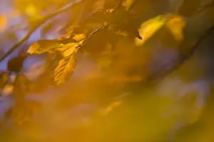 Common Beech (Fagus sylvatica) leaves in autumn colour, abstract, London, England