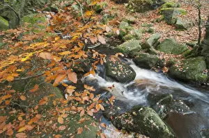 Brooks Prints: Common Beech (Fagus sylvatica) leaves in autumn colour